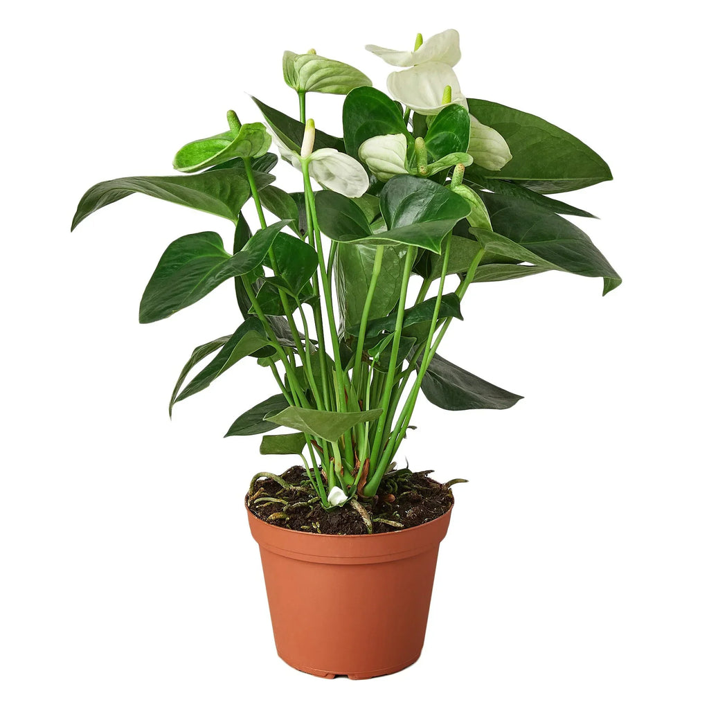 Anthurium 'White' - Holiday Corner