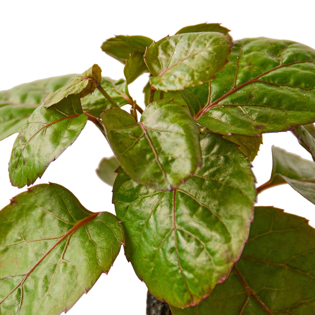 Aralia Fabian Stump 'Polyscias Scutellaria' (Copy) - Holiday Corner