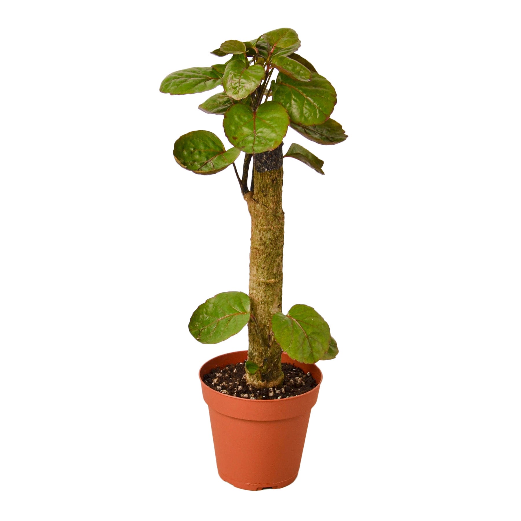 Aralia Fabian Stump 'Polyscias Scutellaria' (Copy) - Holiday Corner