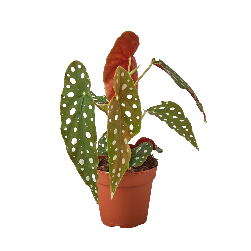 Begonia 'Maculata' - Holiday Corner