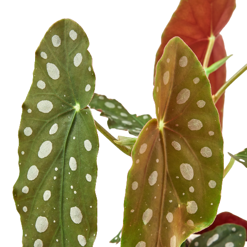 Begonia 'Maculata' - Holiday Corner