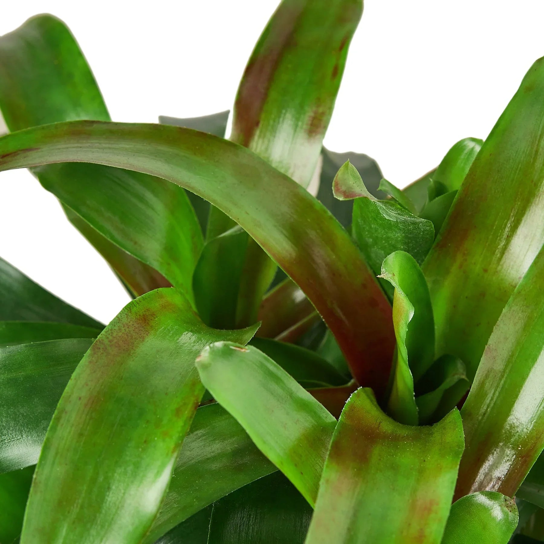 Bromeliad 'Fireball' - Holiday Corner