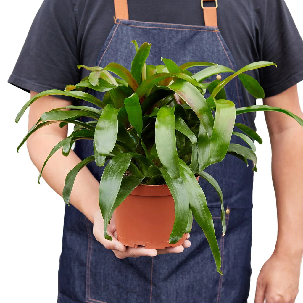 Bromeliad 'Fireball' - Holiday Corner