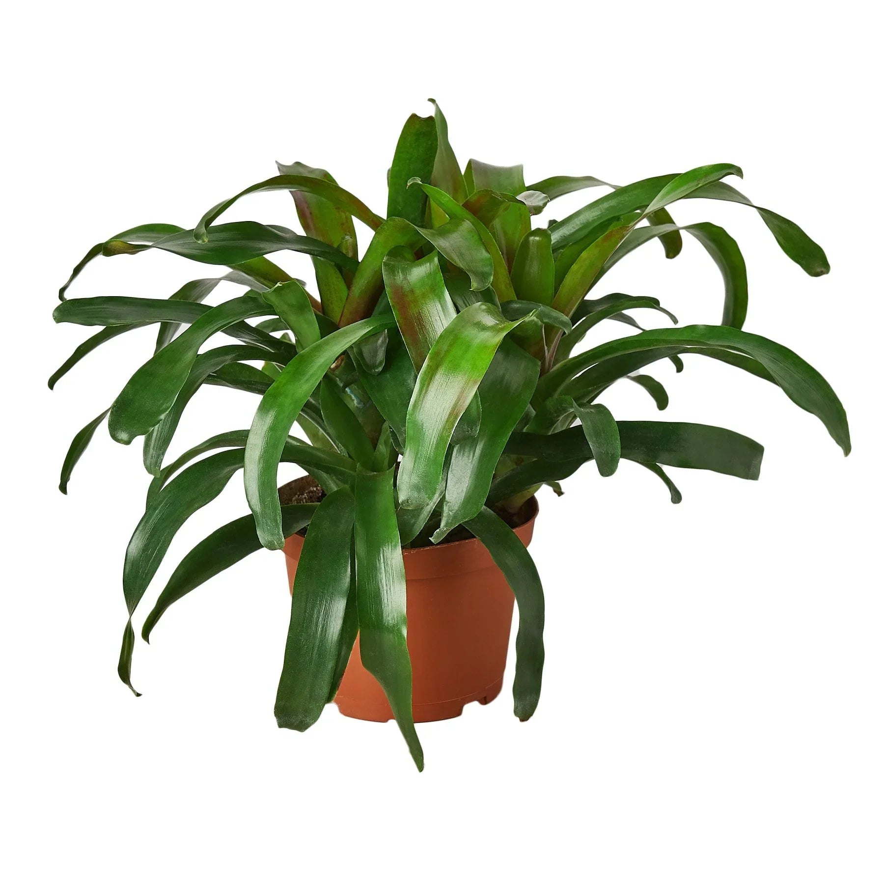 Bromeliad 'Fireball' - Holiday Corner