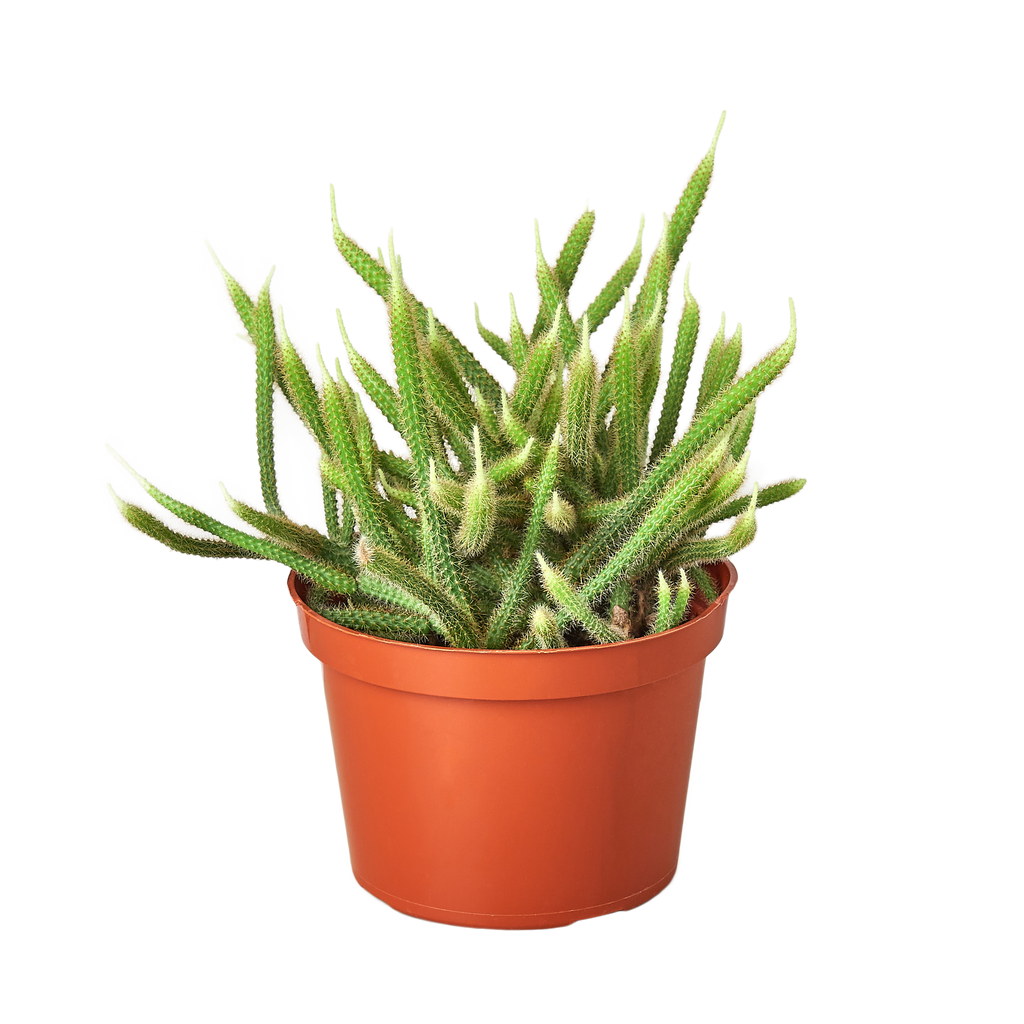 Rat Tail Cactus - Holiday Corner
