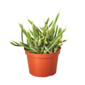 Rat Tail Cactus - Holiday Corner