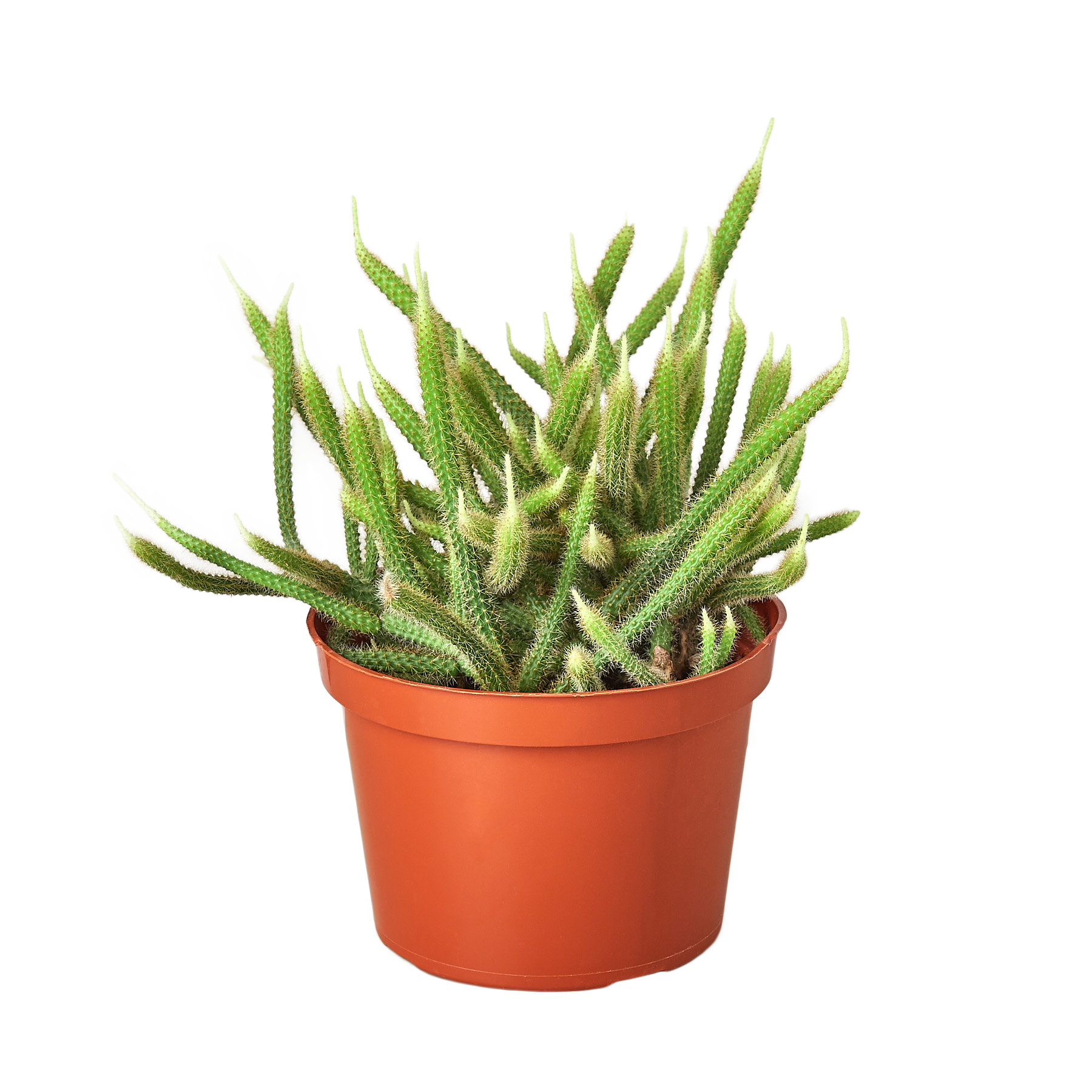 Rat Tail Cactus - Holiday Corner