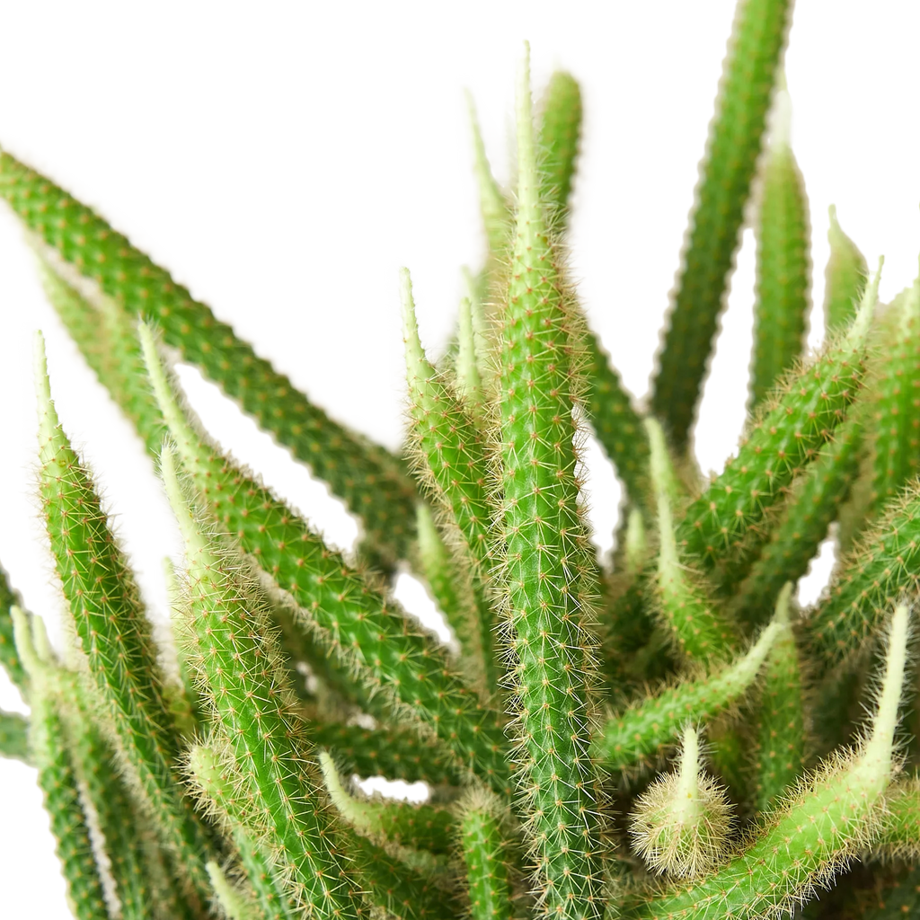 Rat Tail Cactus - Holiday Corner