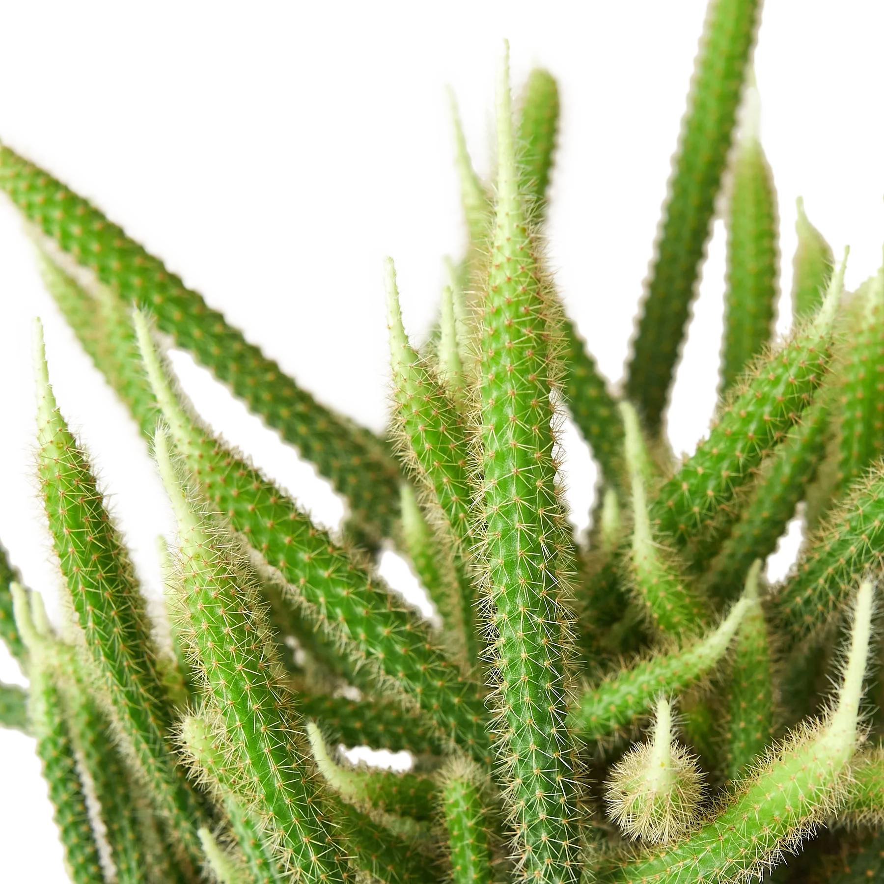 Rat Tail Cactus - Holiday Corner