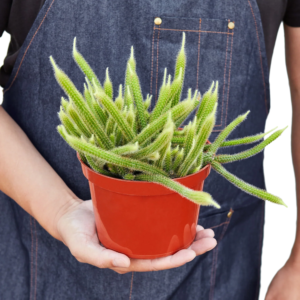Rat Tail Cactus - Holiday Corner