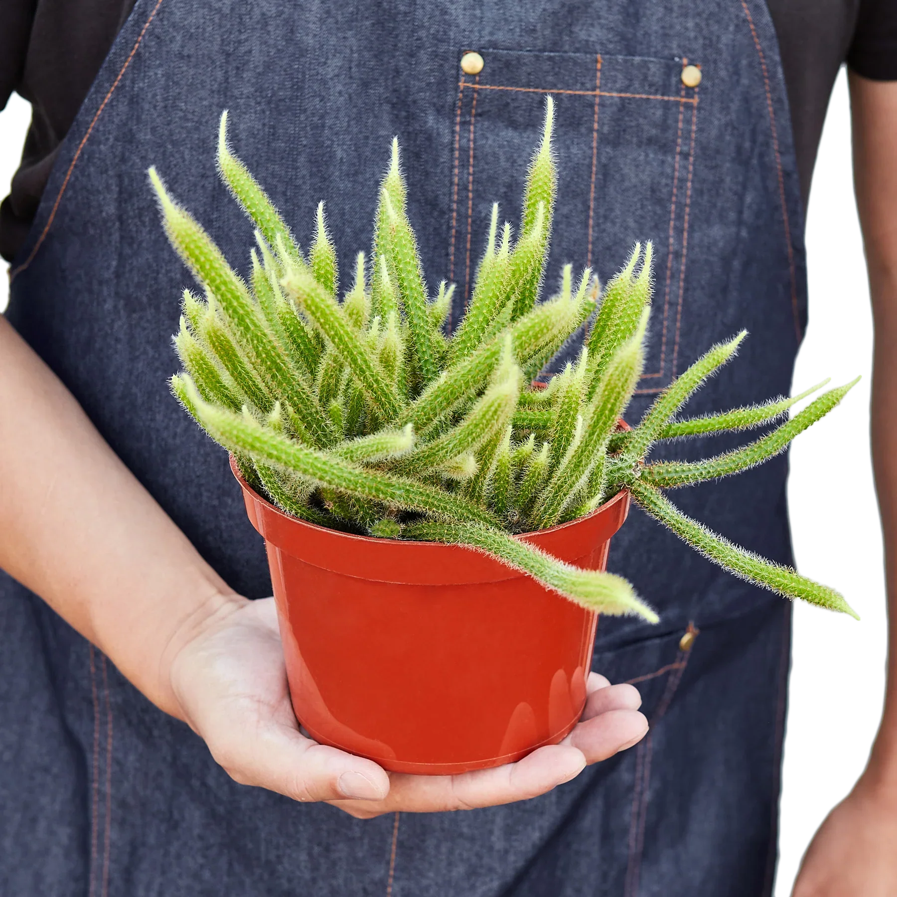 Rat Tail Cactus - Holiday Corner