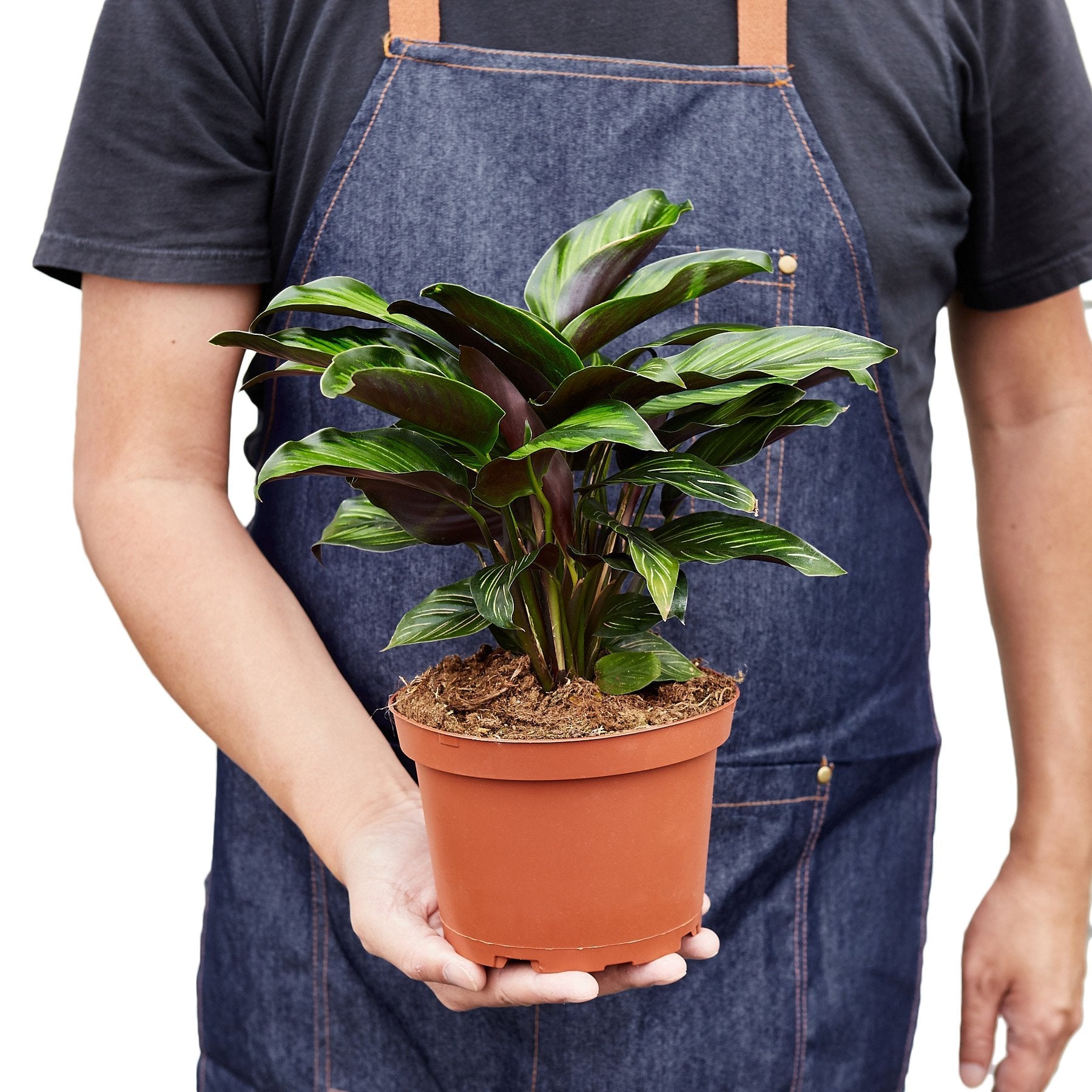 Calathea 'Beauty Star' - Holiday Corner
