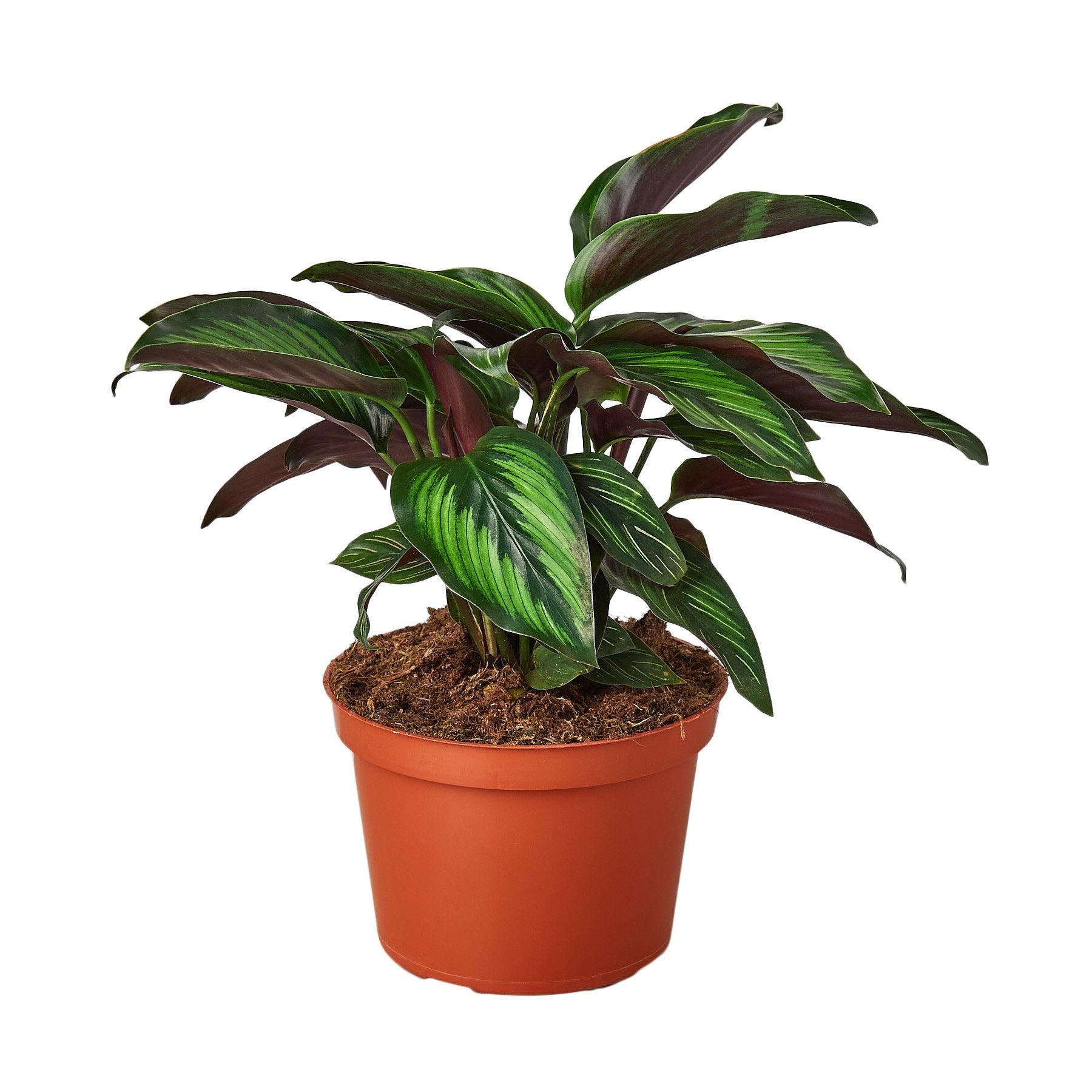 Calathea 'Beauty Star' - Holiday Corner
