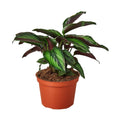 Calathea 'Beauty Star' - 6" Pot - NURSERY POT ONLY - Holiday Corner
