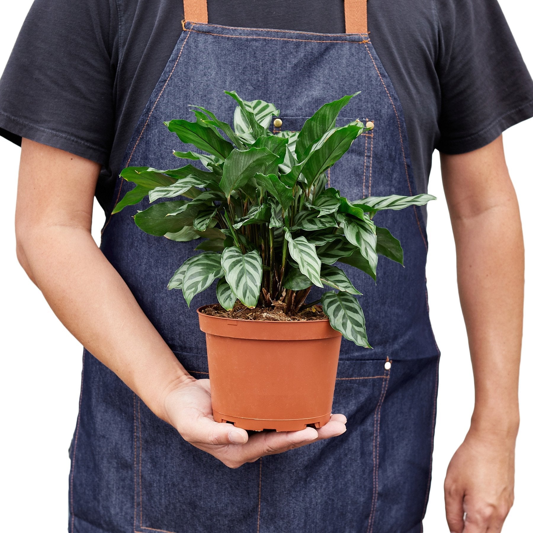 Calathea Concinna 'Freddie' - Holiday Corner