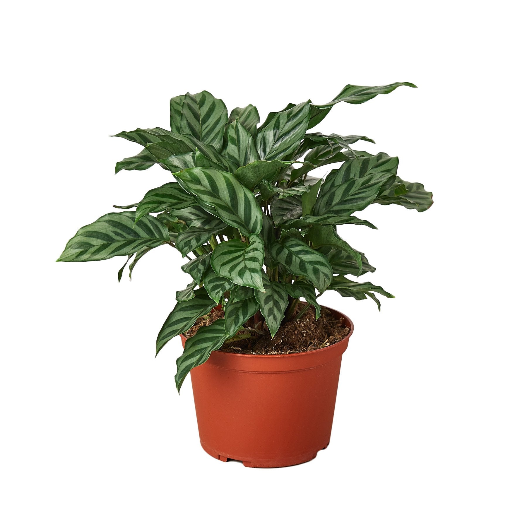 Calathea Concinna 'Freddie' - Holiday Corner