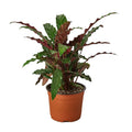 Calathea Rufibarba 'Furry Feather' - 6" Pot - NURSERY POT ONLY - Holiday Corner