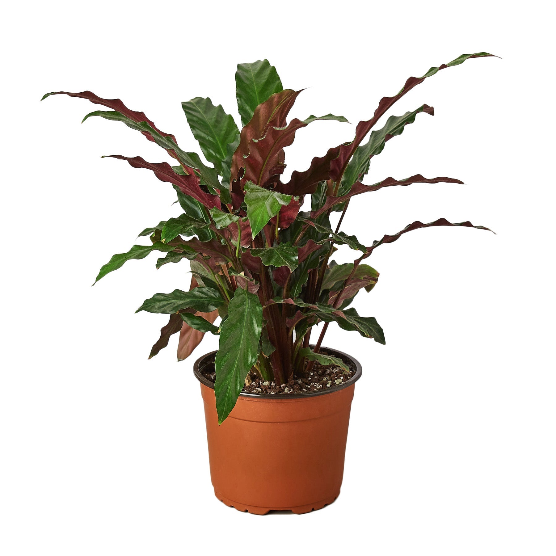 Calathea Rufibarba 'Furry Feather' - 6" Pot - NURSERY POT ONLY - Holiday Corner