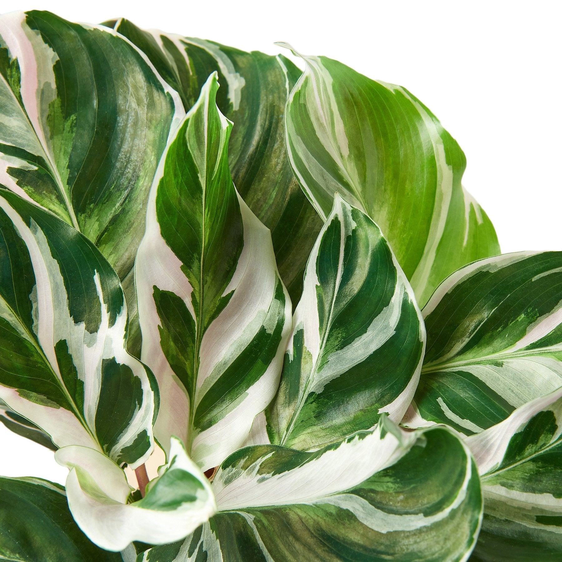Calathea 'White Fusion' - Holiday Corner