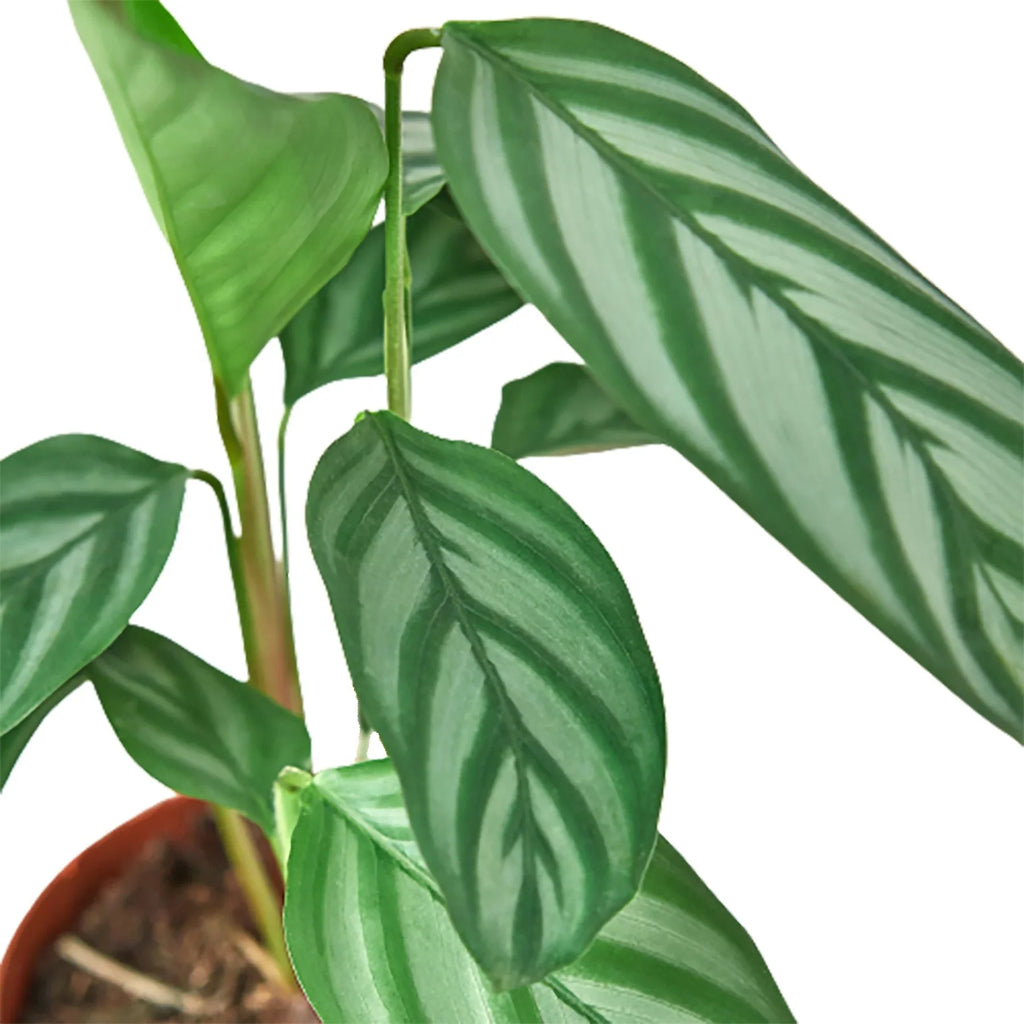 Calathea 'Grey Star' - Holiday Corner