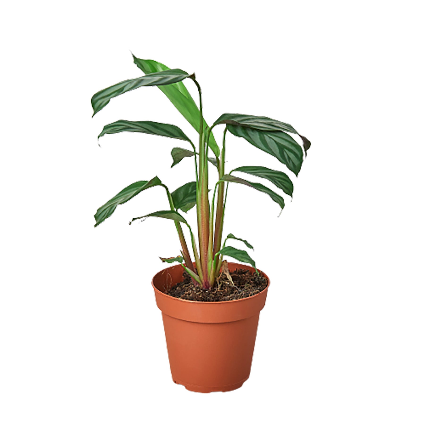 Calathea 'Grey Star' - Holiday Corner