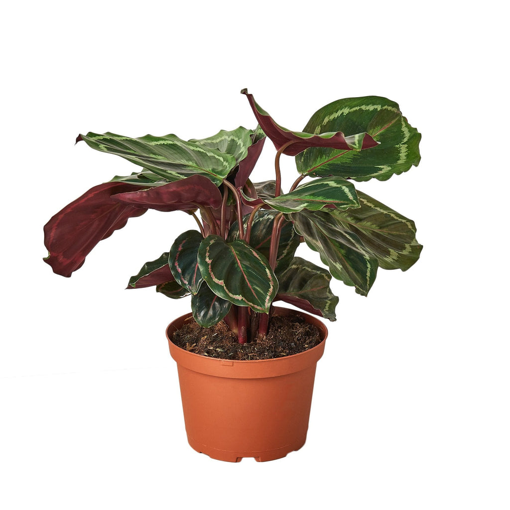 Calathea Roseopicta 'Medallion' - Holiday Corner
