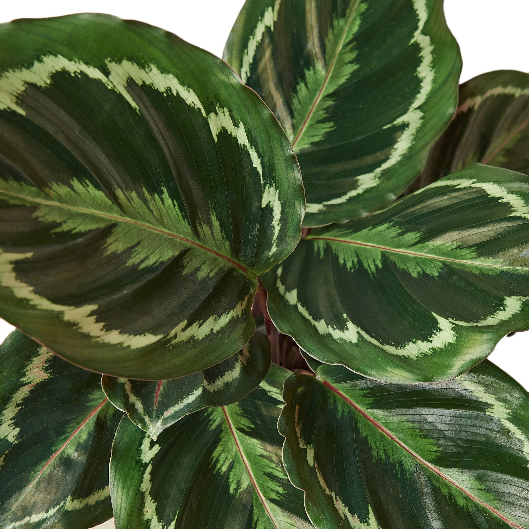 Calathea Roseopicta 'Medallion' - Holiday Corner