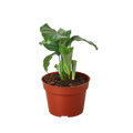 Calathea 'Orbifolia' - Holiday Corner
