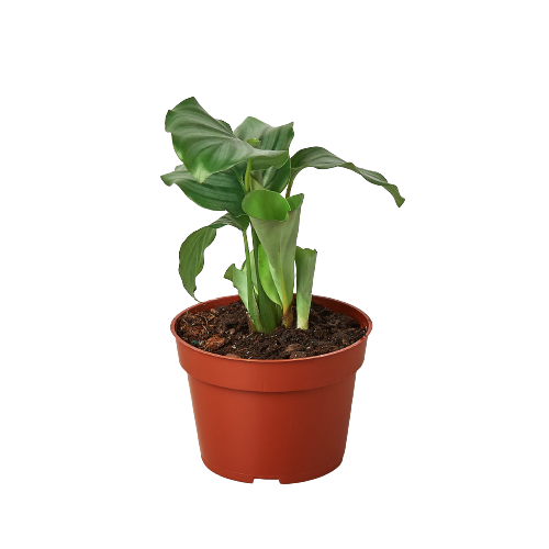 Calathea 'Orbifolia' - Holiday Corner