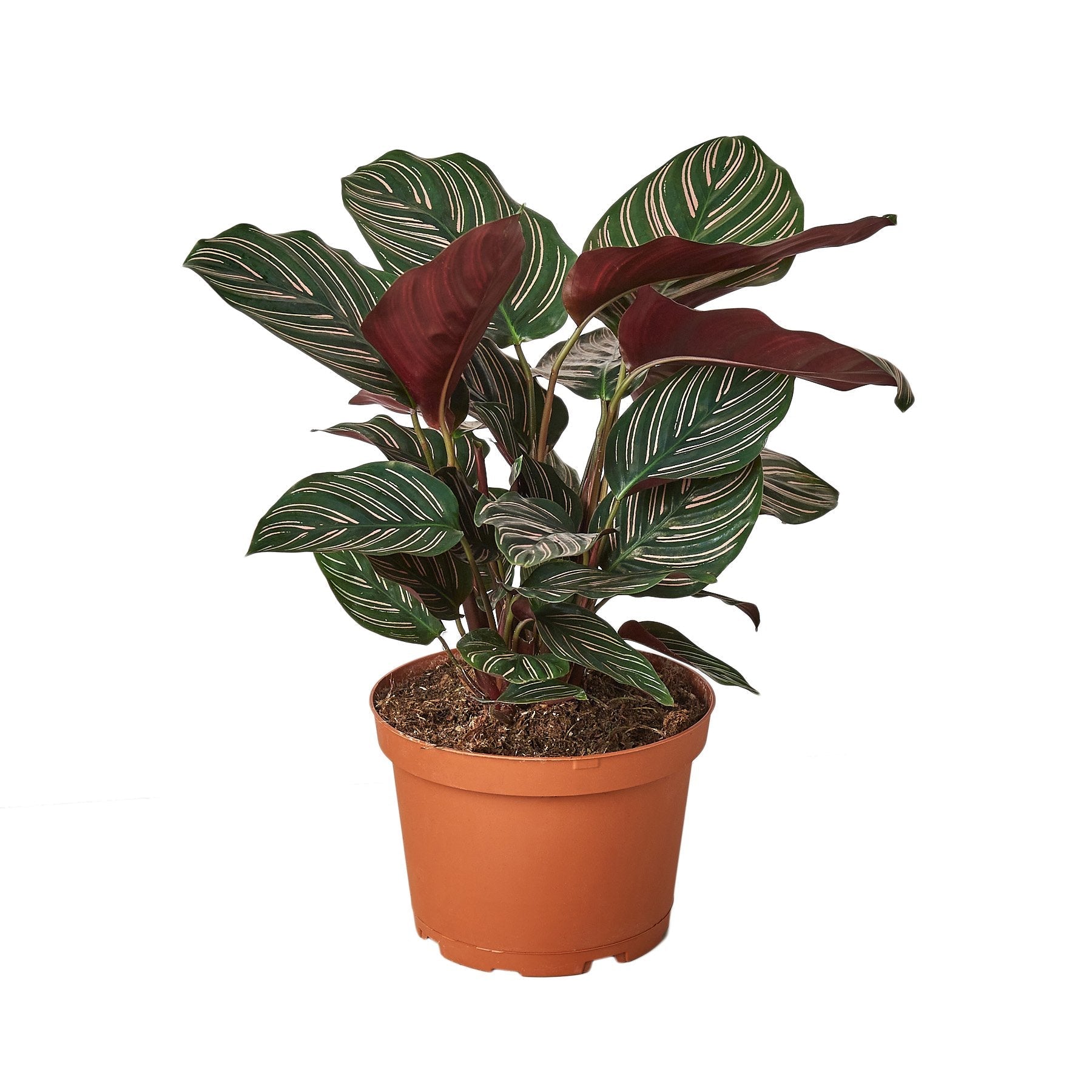 Calathea 'Ornata' - Holiday Corner