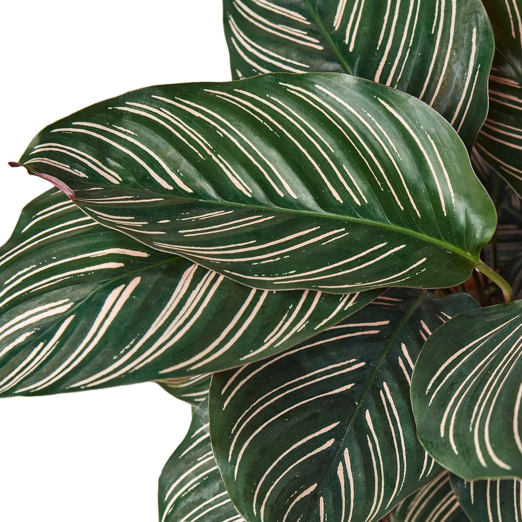 Calathea 'Ornata' - Holiday Corner