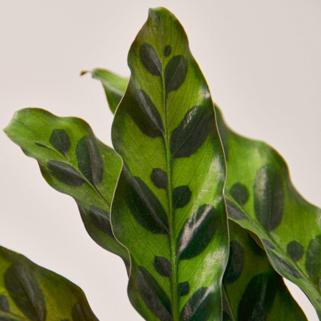 Calathea Lancifolia 'Rattlesnake' - Holiday Corner
