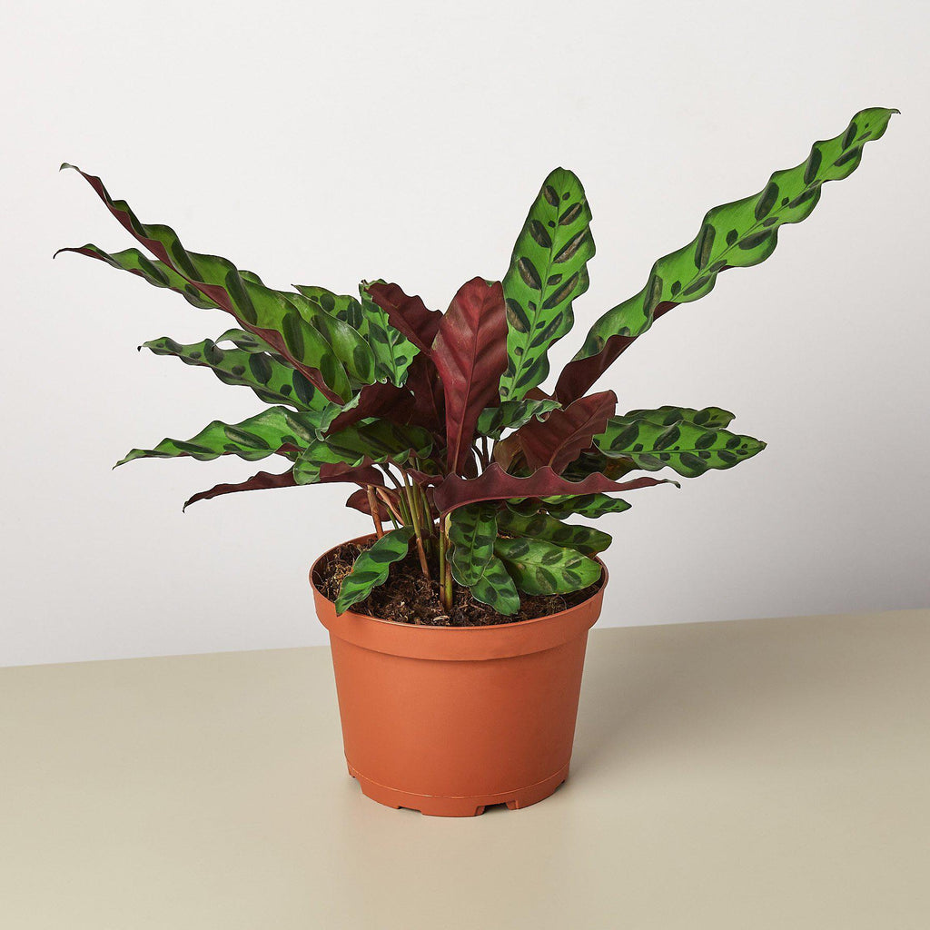 Calathea Lancifolia 'Rattlesnake' - Holiday Corner