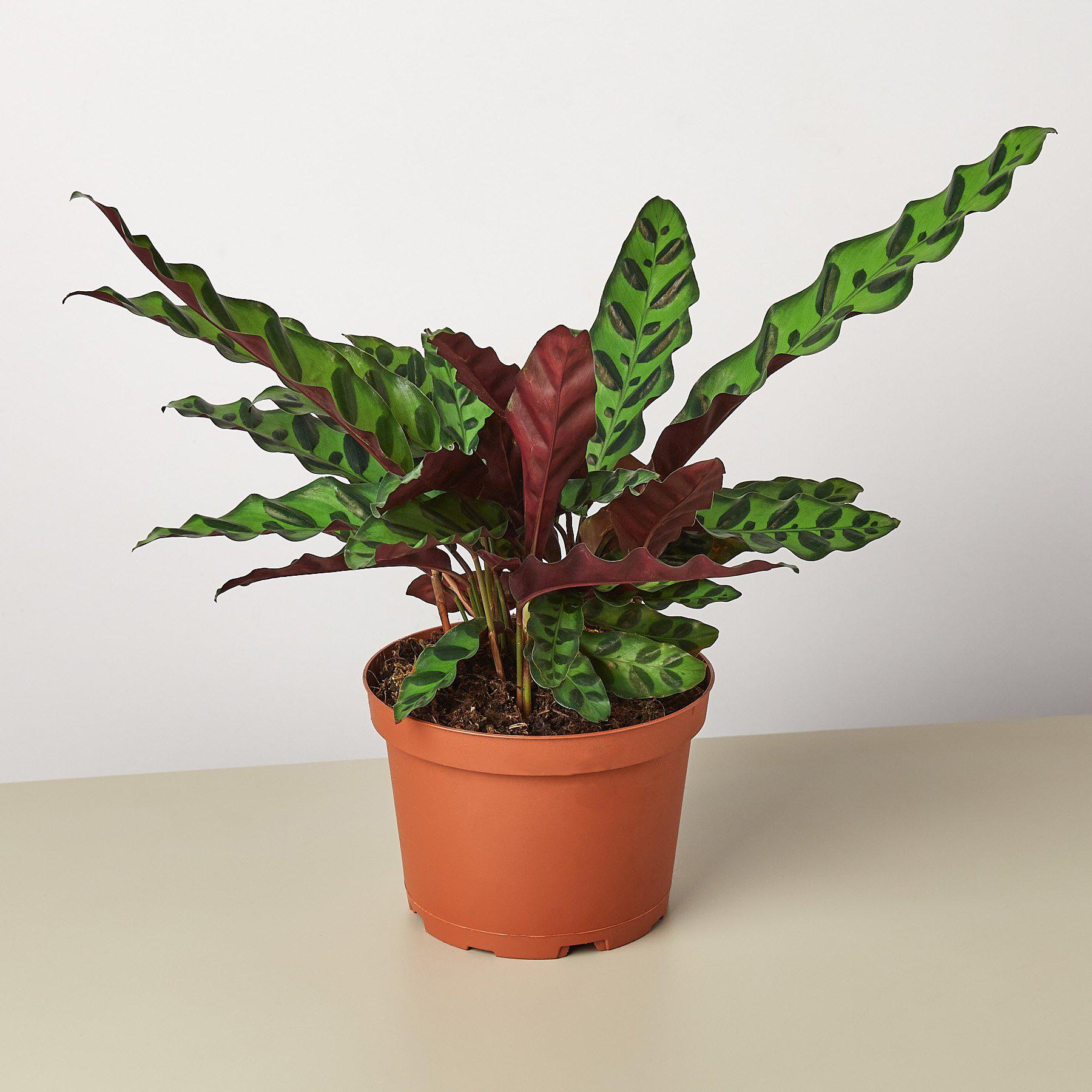 Calathea Lancifolia 'Rattlesnake' - Holiday Corner