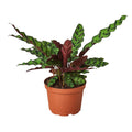 Calathea Lancifolia 'Rattlesnake' - 6" Pot - NURSERY POT ONLY - Holiday Corner