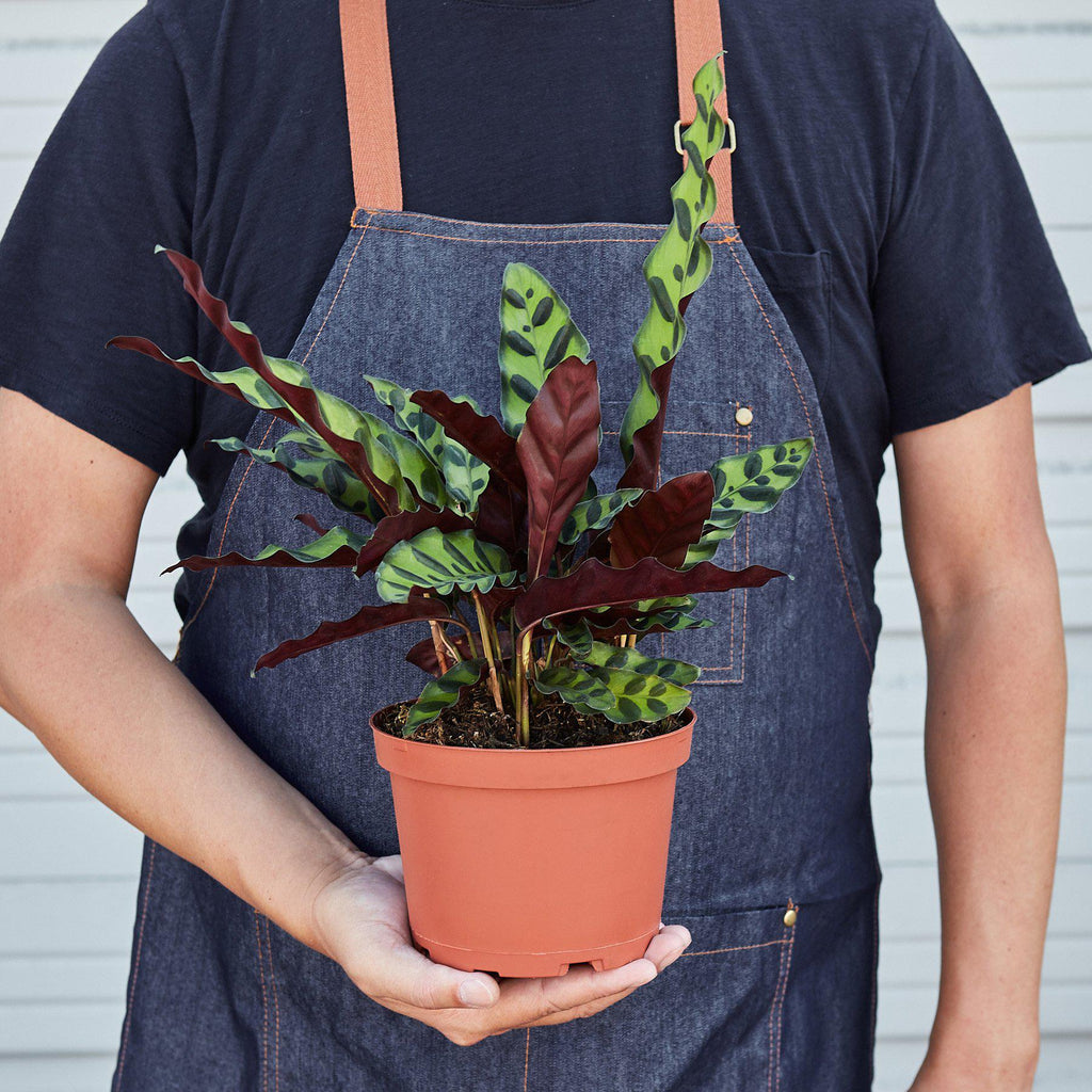 Calathea Lancifolia 'Rattlesnake' - Holiday Corner
