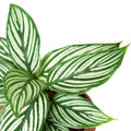 Calathea 'Vittata' - Holiday Corner