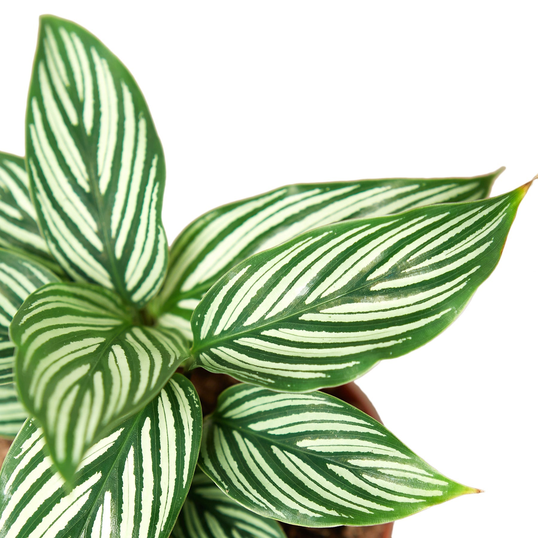 Calathea 'Vittata' - Holiday Corner