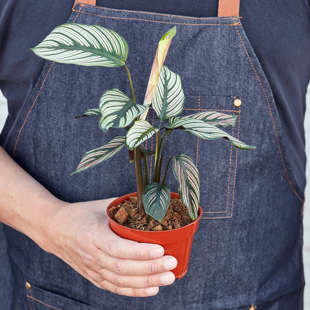 Calathea 'White Star' - Holiday Corner