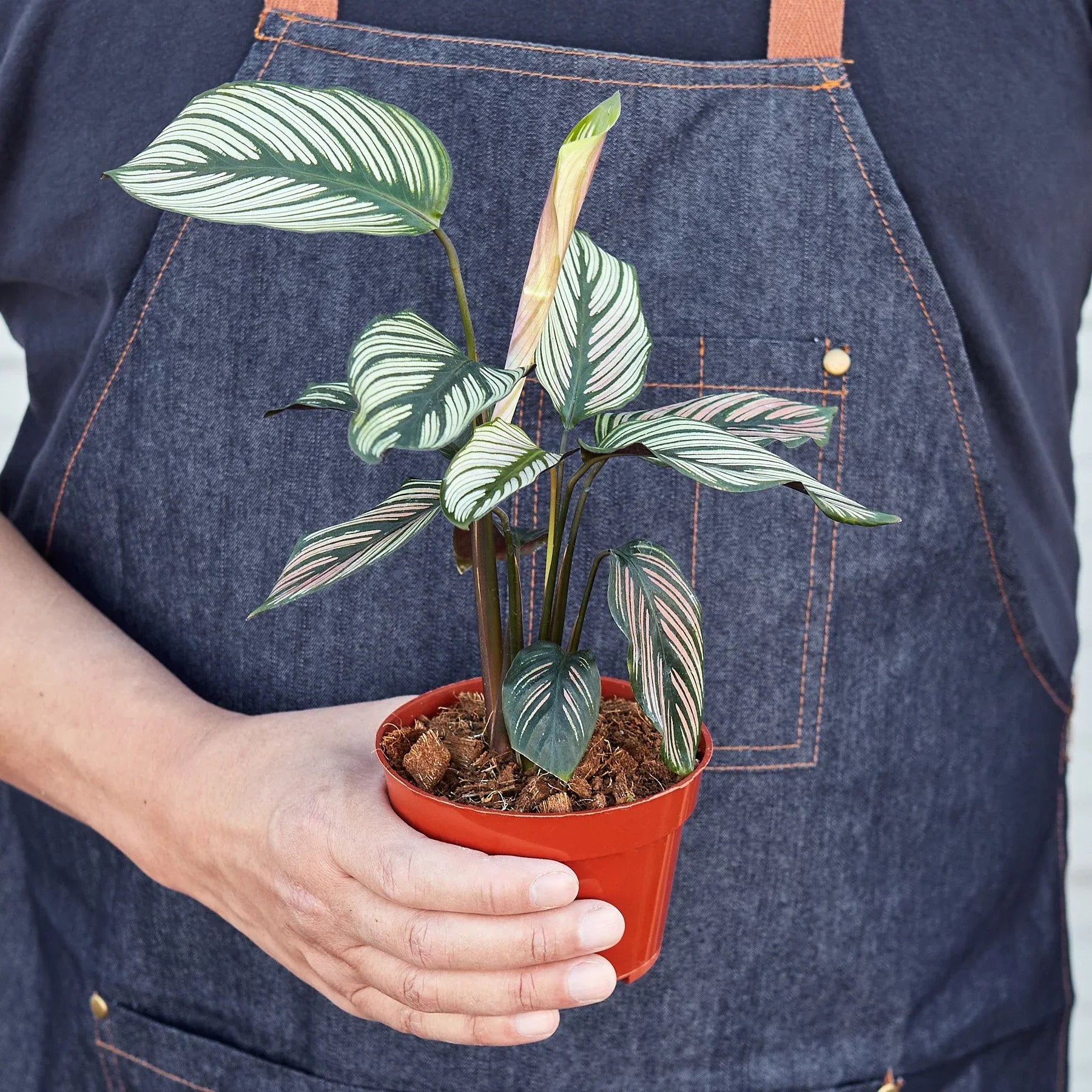 Calathea 'White Star' - Holiday Corner