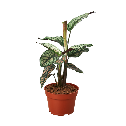 Calathea 'White Star' - Holiday Corner