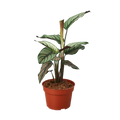 Calathea 'White Star' - Holiday Corner