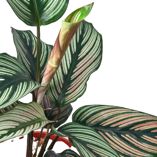 Calathea 'White Star' - Holiday Corner