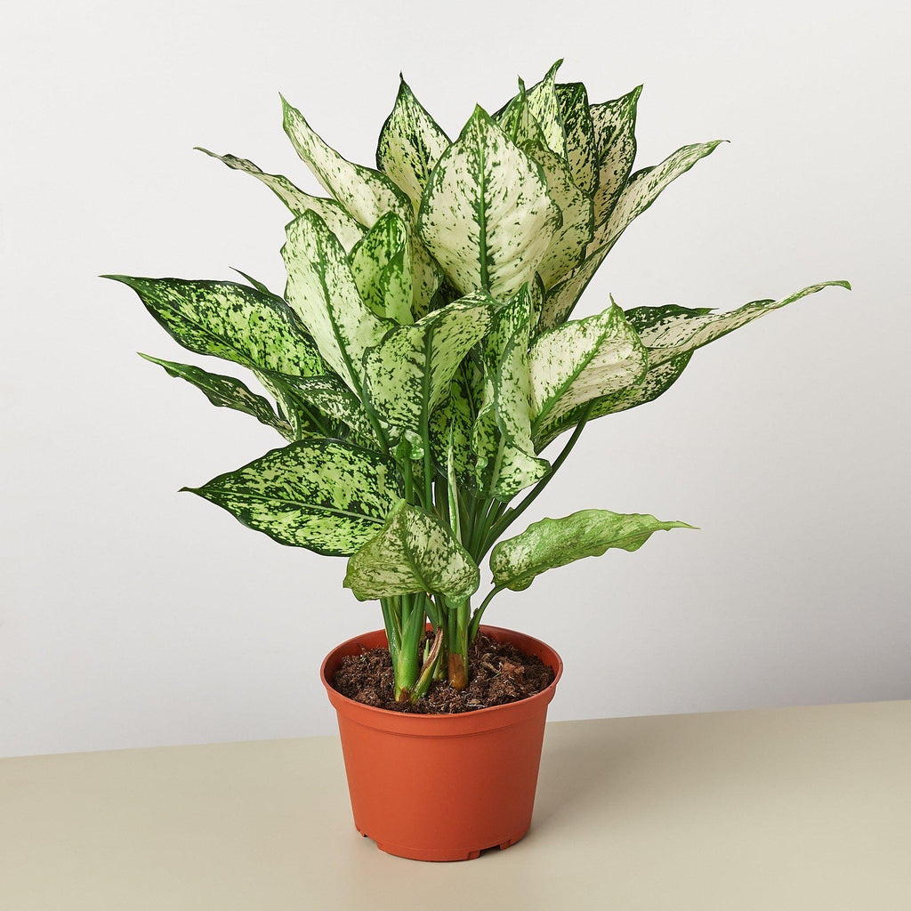 Chinese Evergreen 'First Diamond' - Holiday Corner