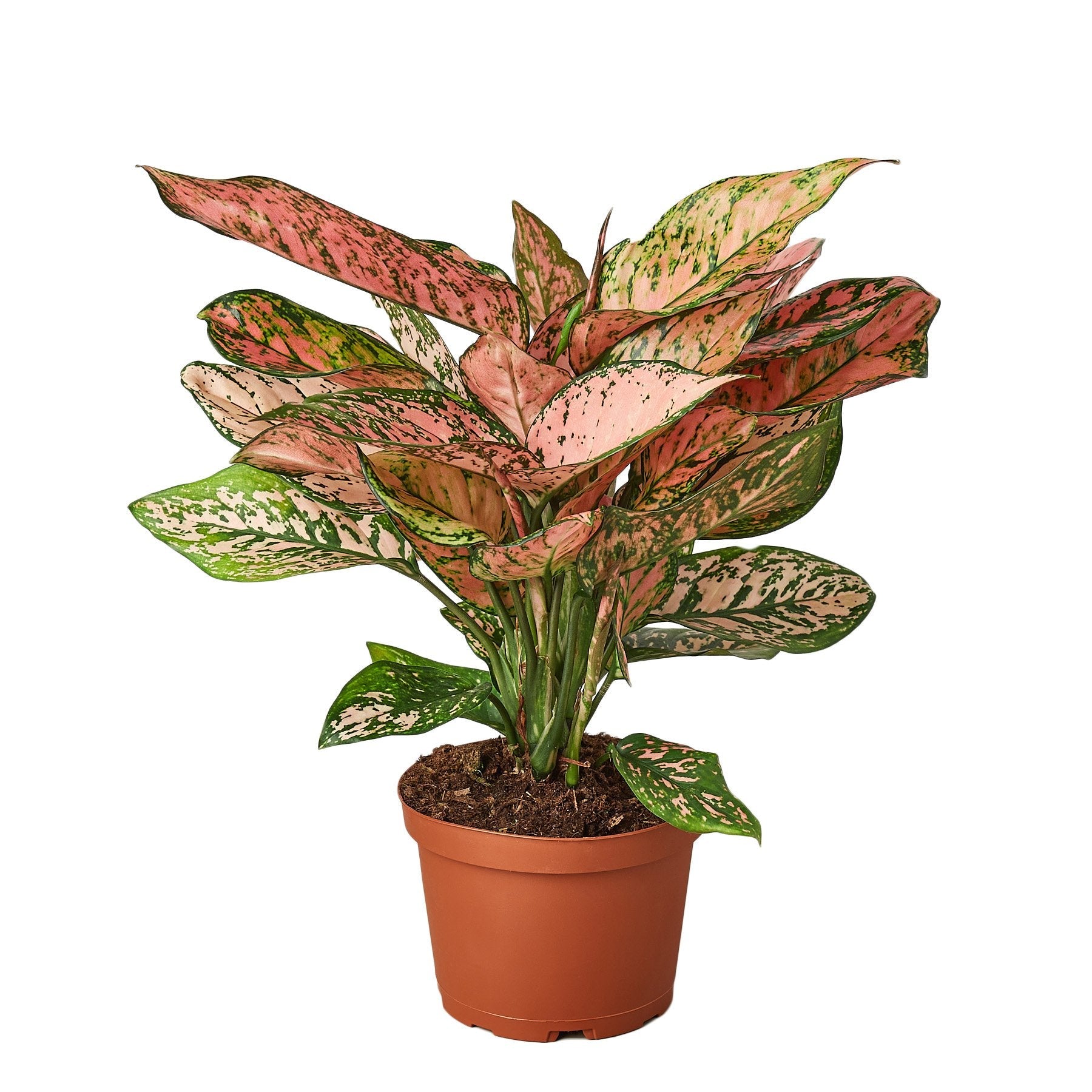Chinese Evergreen 'Lady Valentine' - Holiday Corner