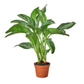 Chinese Evergreen 'Silver Bay' - Holiday Corner