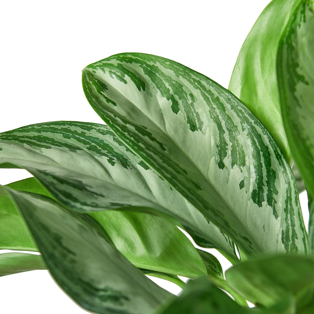 Chinese Evergreen 'Silver Bay' - Holiday Corner