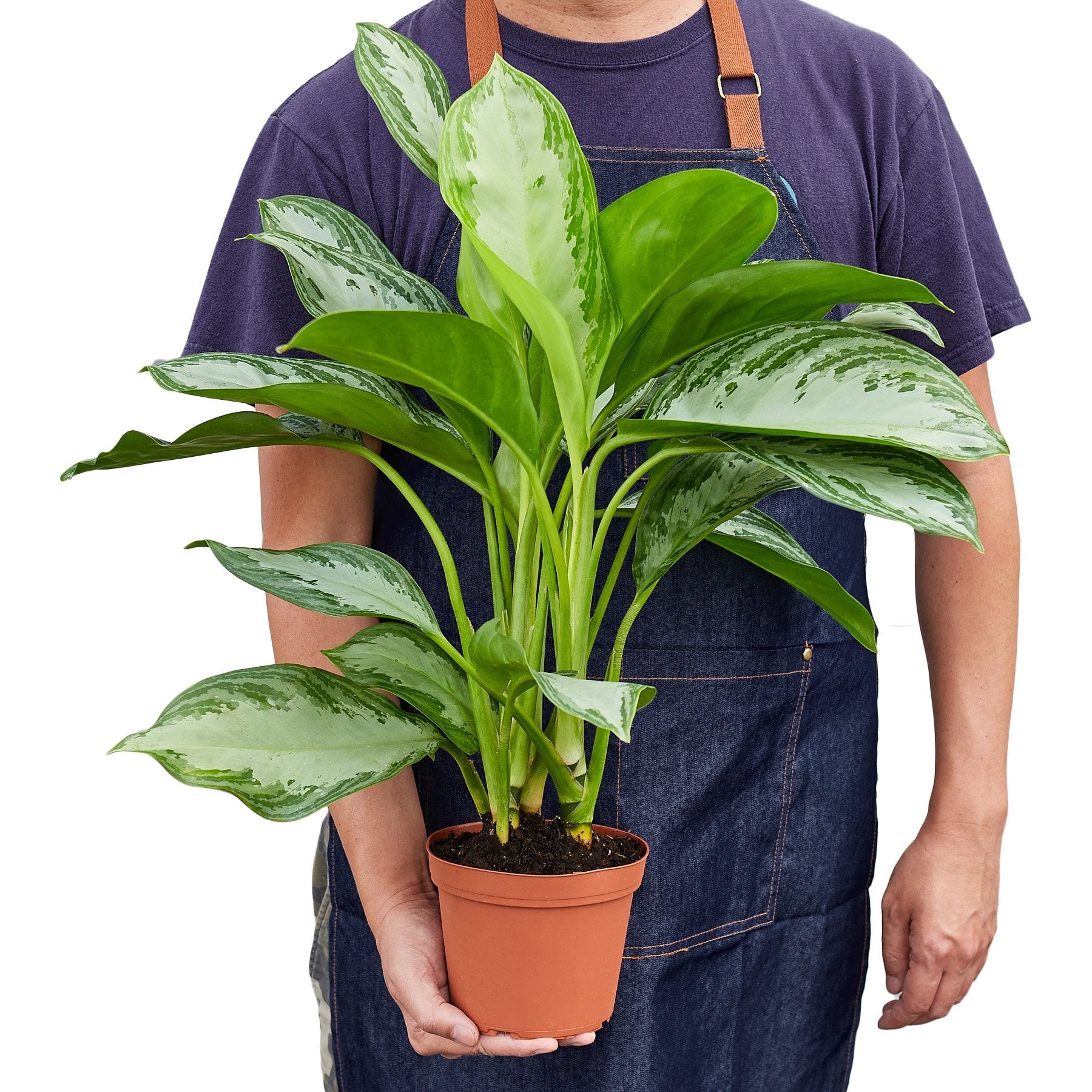 Chinese Evergreen 'Silver Bay' - Holiday Corner