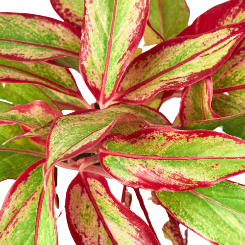 Chinese Evergreen 'Red Siam' - Holiday Corner