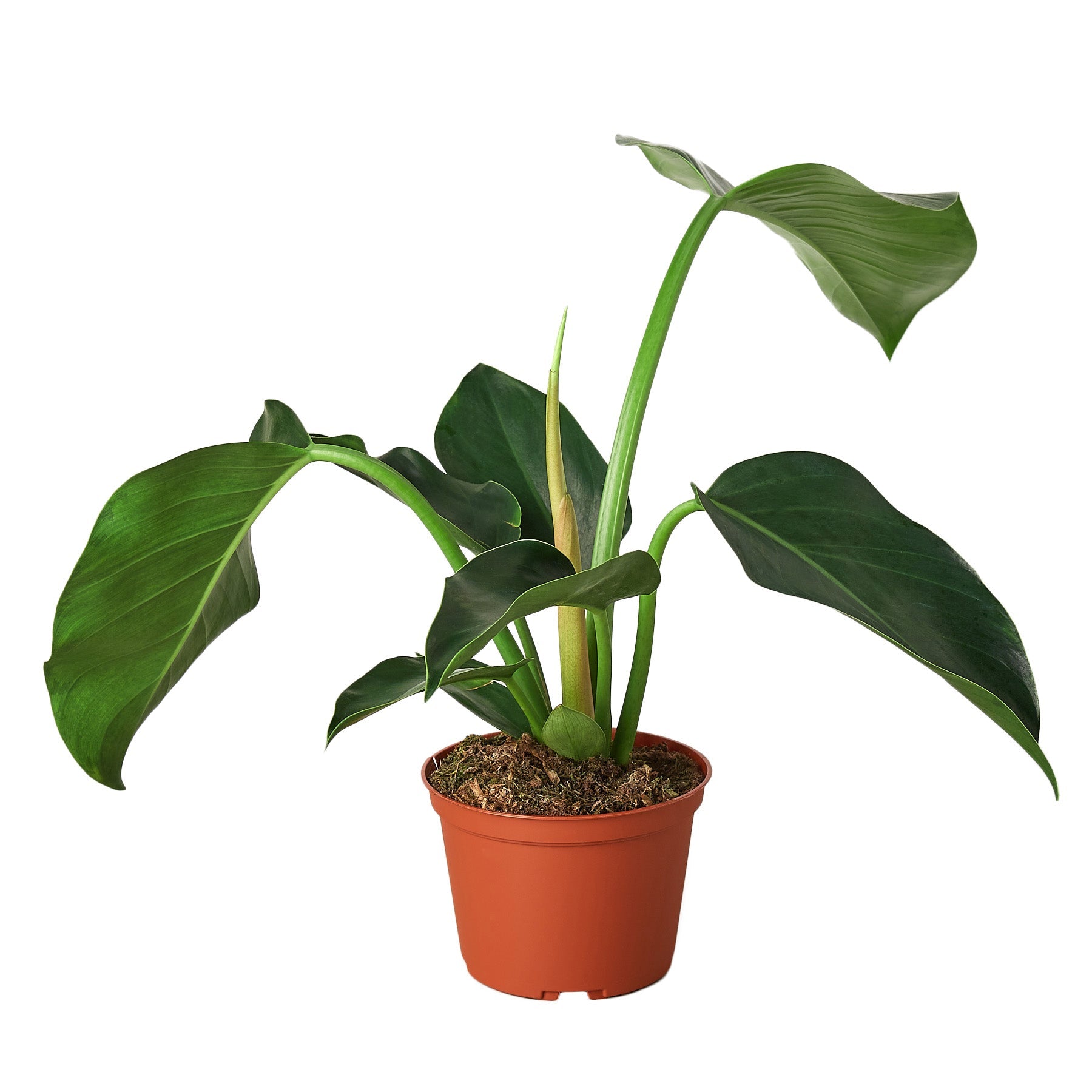 Philodendron 'Congo Green' - Holiday Corner
